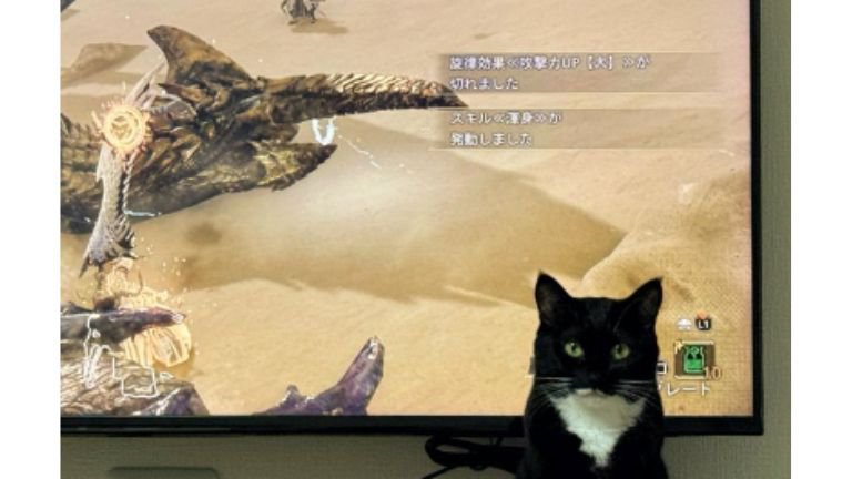 テレビ前にいる猫
