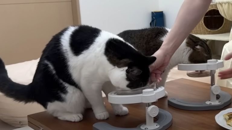 おやつを食べる猫たち