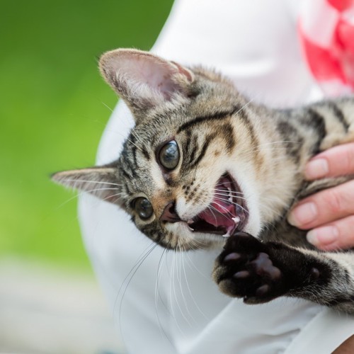 触って欲しくないと思う猫