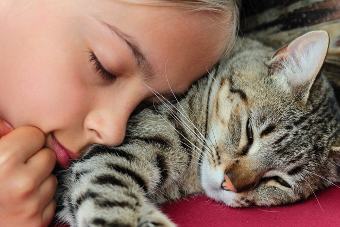 睡眠中に少女に顔をくっつけられる猫