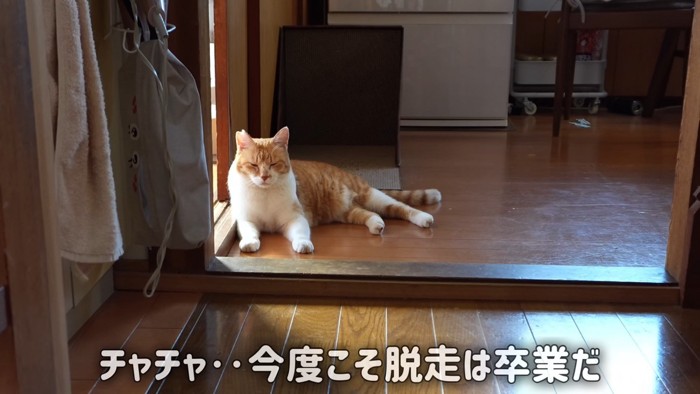 床でくつろぐ猫