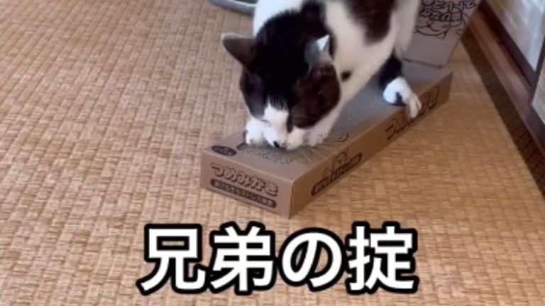 爪を研いでいる猫