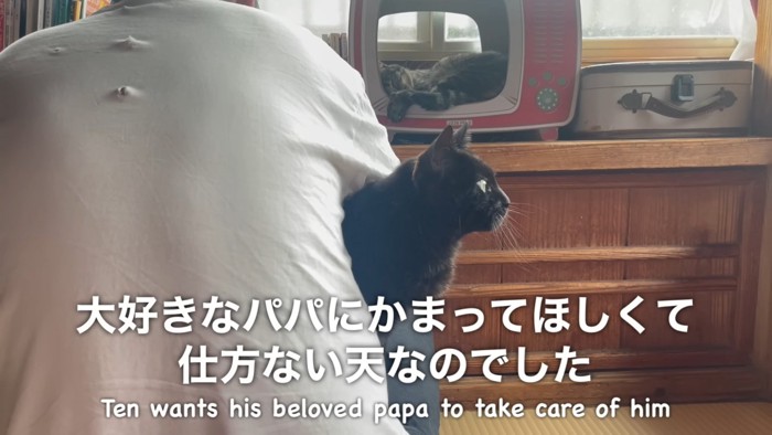 人の膝の上に乗る猫