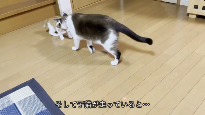 子猫に近づく猫