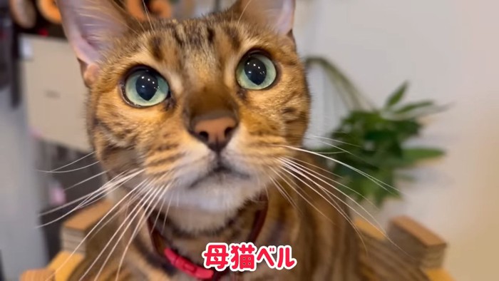 猫の顔