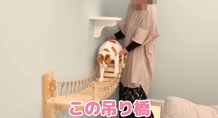 吊り橋に乗る猫