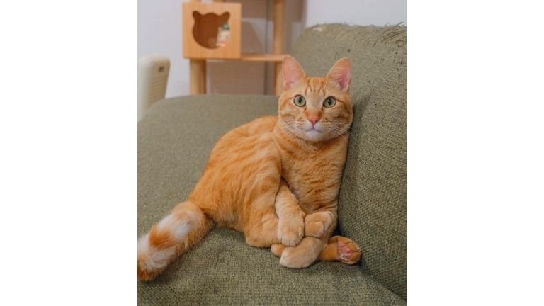 座っている猫