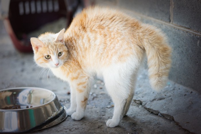 背中を丸めて警戒する猫