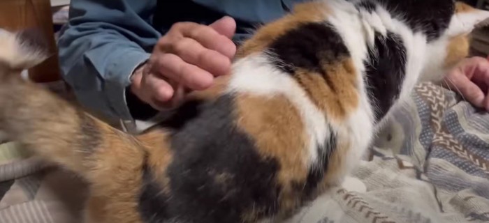 人の膝の上に居る猫