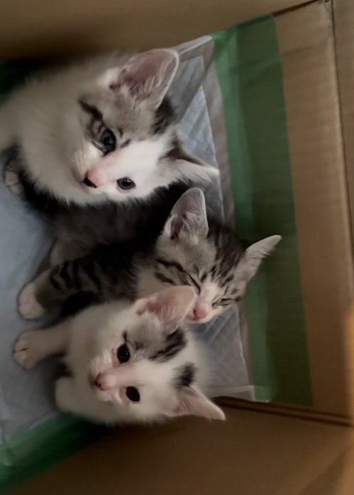 見つめる猫