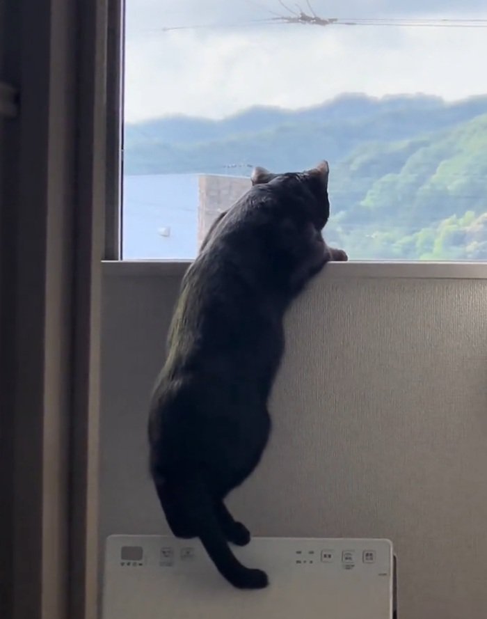 黄昏る猫
