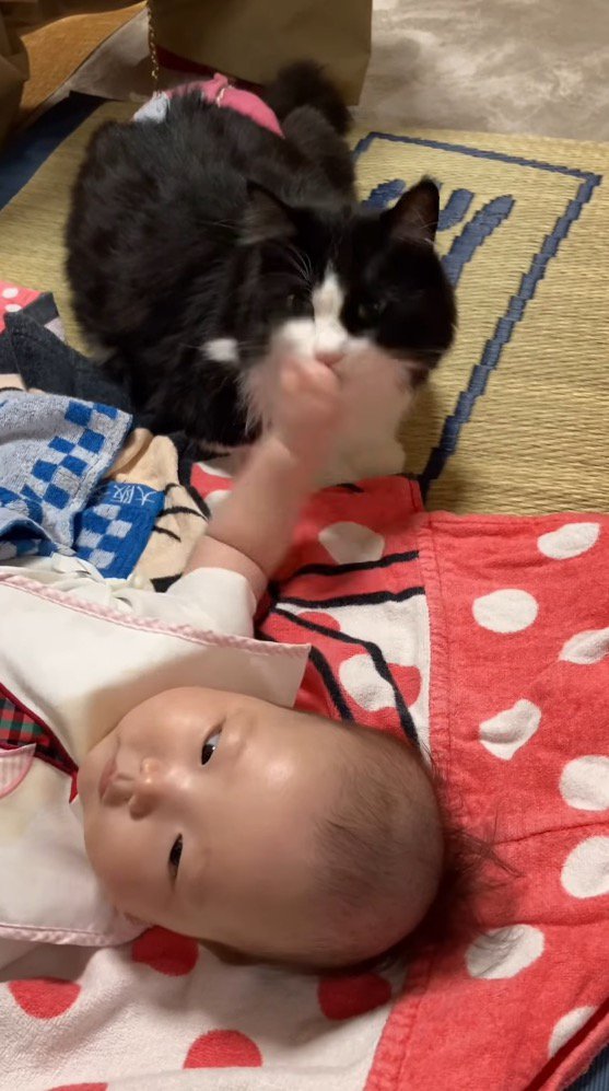 猫の顔に当たる赤ちゃんの手