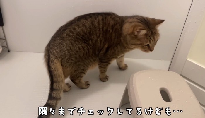 お風呂場をチェックする猫