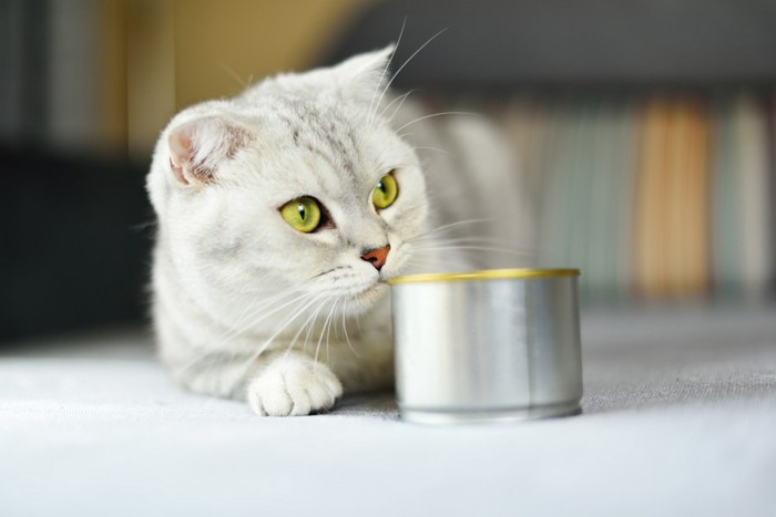 グレーの猫と缶詰