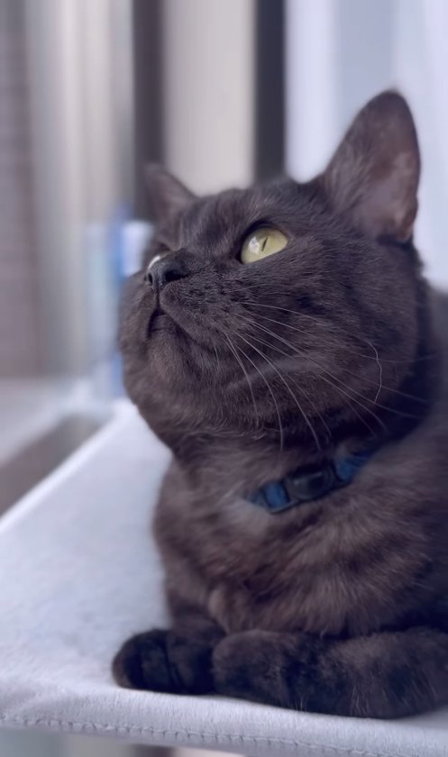 香箱座りをして斜め上を見つめるグレーっぽい黒猫
