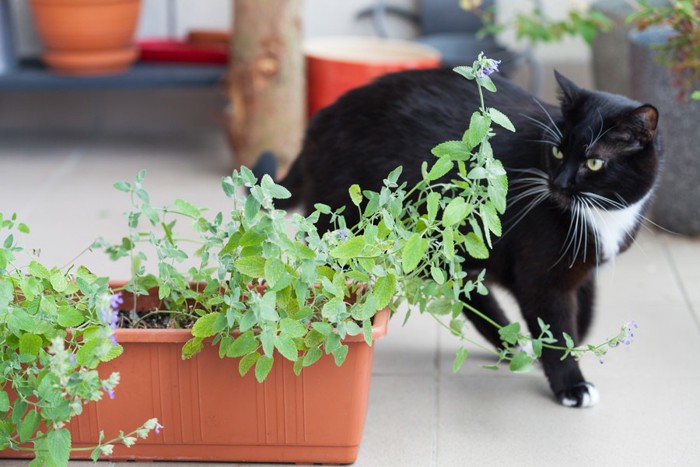 ミントの葉と猫