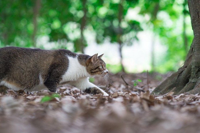 獲物を狙って忍び足で近寄る野良猫