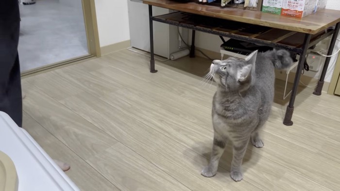 立ちはだかる猫