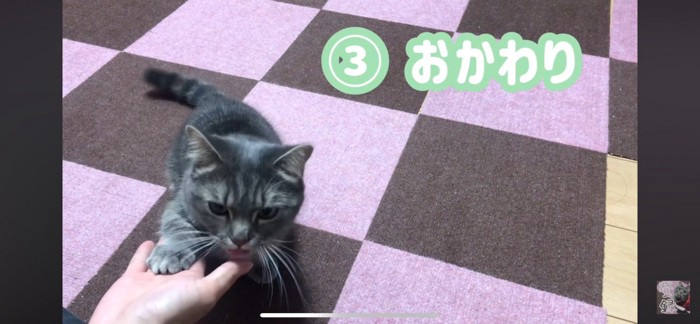 おかわりする猫