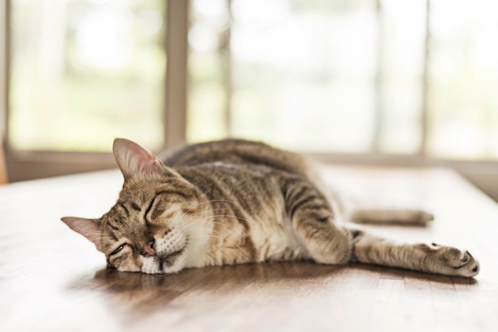 テーブルの上で寝る猫