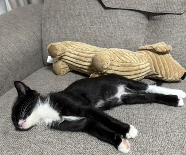 ソファで寝転ぶ猫
