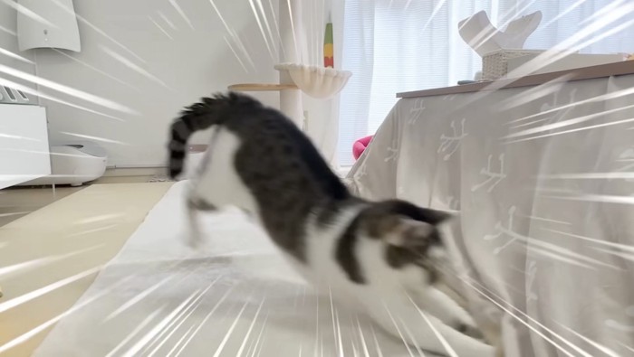 手をこたつに入れるささみくん