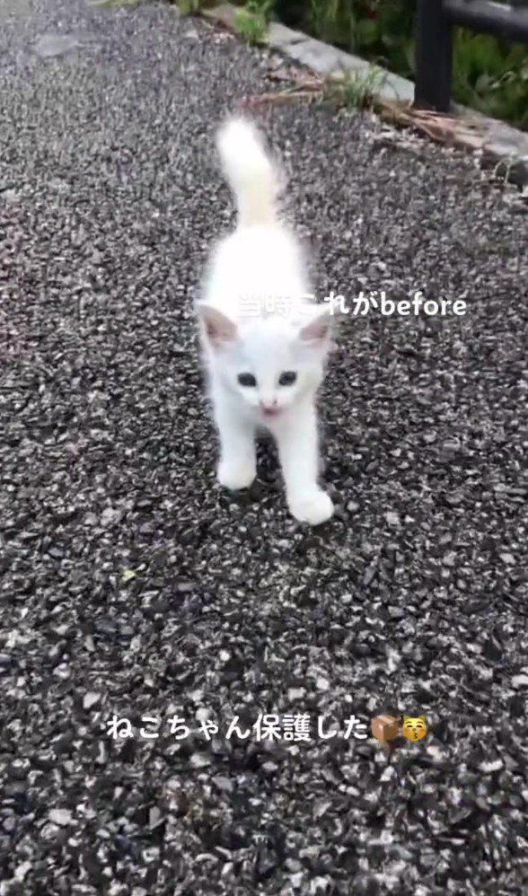 道ばたの白猫