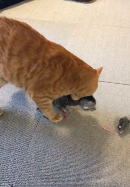 子猫の首元を噛んでいる大人の猫