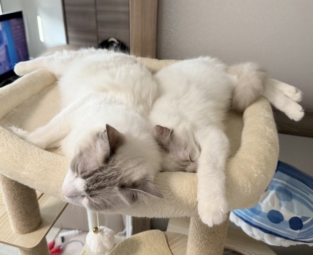 お昼寝する2匹