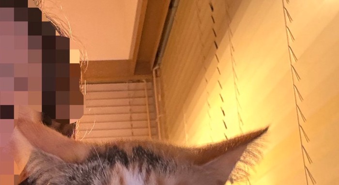 猫の頭