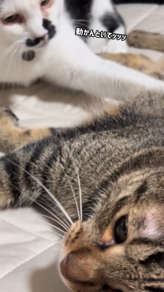 キジトラ猫に前足を乗せる猫