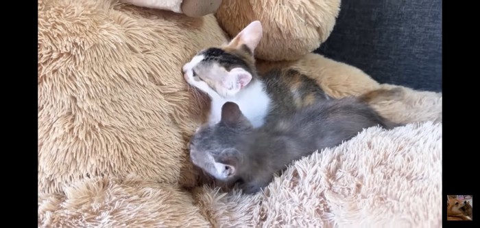 クマを嗅ぐふたり