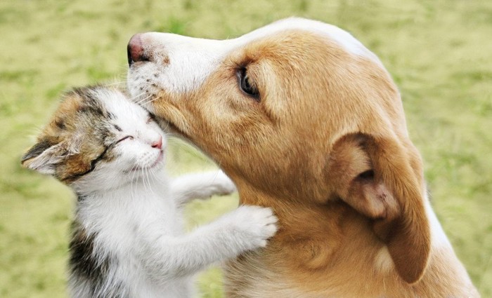 犬と子猫