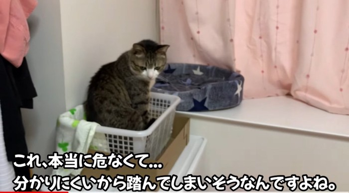 籠の中の猫