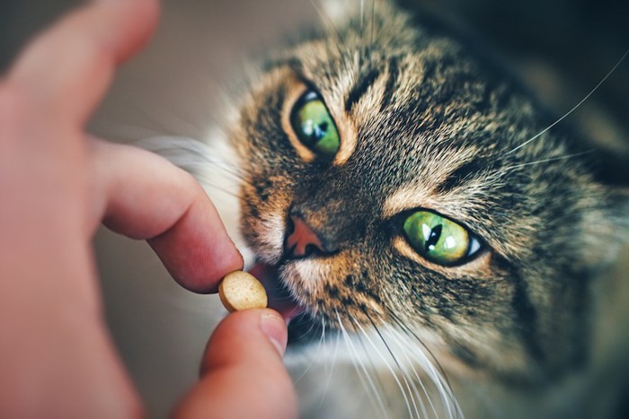 飼い主の手からタウリンを飲む猫