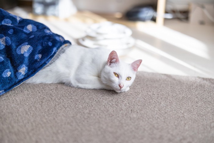 こたつから上半身を出している白猫