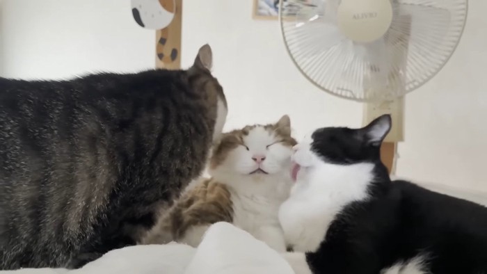 ダブル毛づくろい