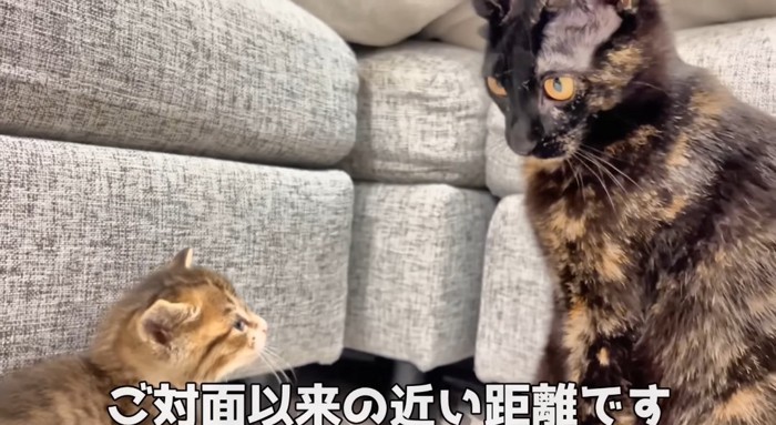 向かい合う猫