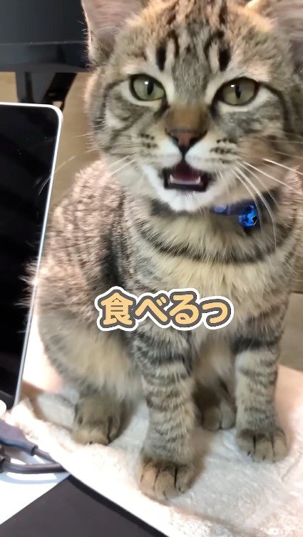 飼い主を見て短く返事をする子猫