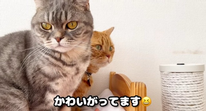 並んでいる猫