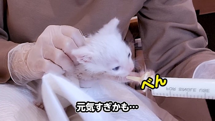 首根っこを掴まれる子猫