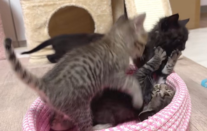 じゃれ合う3匹の子猫