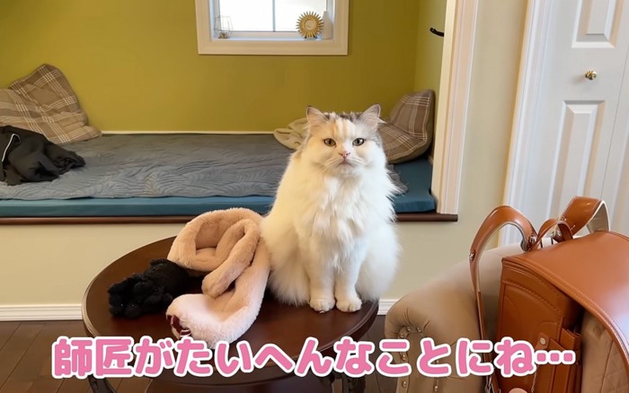 座る猫