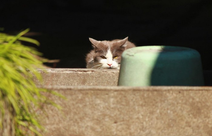 遠くから見つめる猫