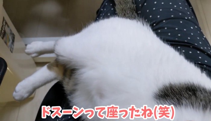 飼い主の膝の上でくつろぐ猫