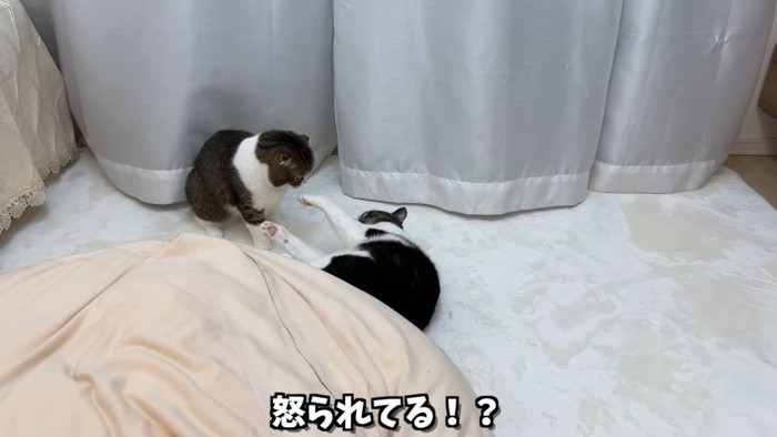 横になる猫と座る猫