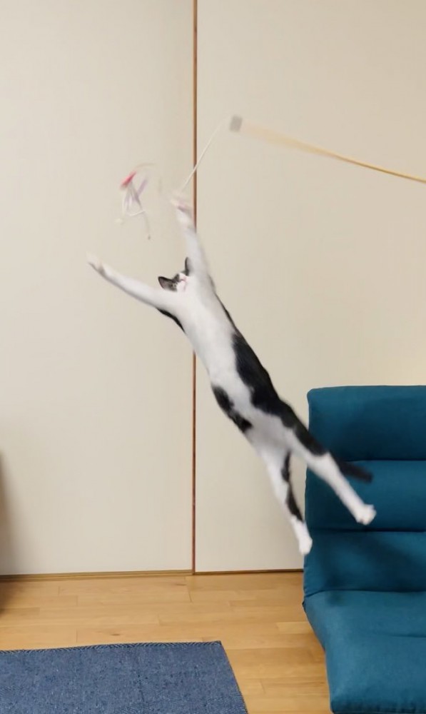四肢を真っ直ぐに伸ばして猫じゃらしに飛びつくハチワレ猫