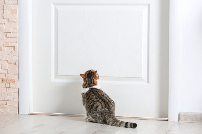 ドアの方を向いている猫