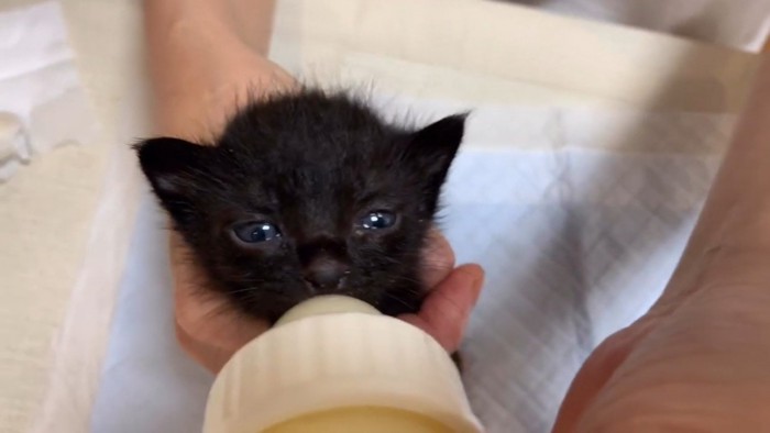 ミルクを飲みながらカメラを見つめる猫