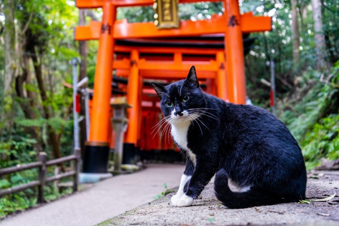 神社の猫